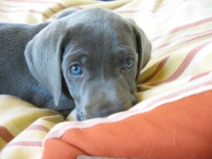 puppy-on-bed